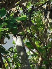 Campylorhynchus yucatanicus