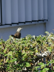Campylorhynchus yucatanicus