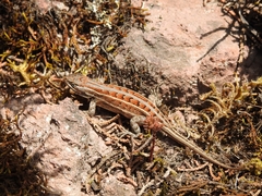 Sceloporus bicanthalis
