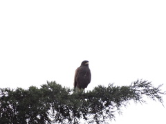 Parabuteo unicinctus