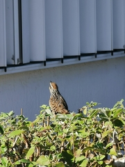 Campylorhynchus yucatanicus