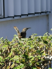 Campylorhynchus yucatanicus