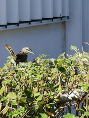 Campylorhynchus yucatanicus