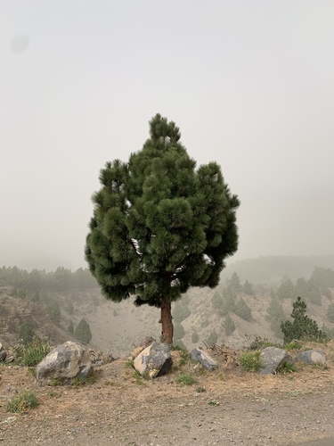 Pinus image