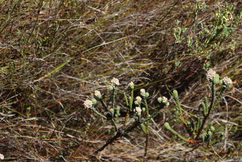 White Lanceleaf (Brunia monogyna)
