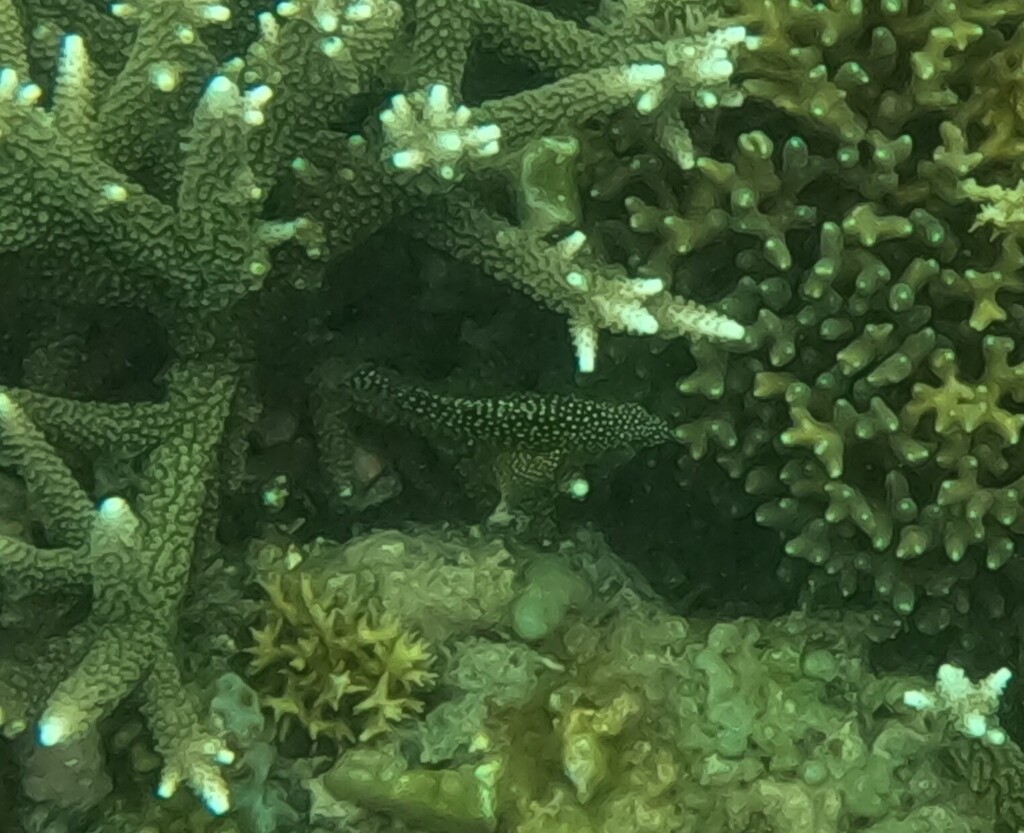 White-streaked grouper