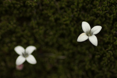 Arcytophyllum filiforme