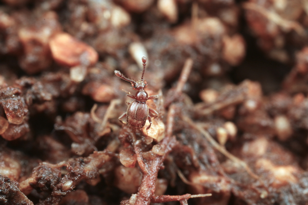 Triomicrus simplex