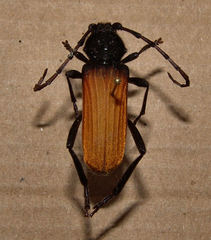 Tragidion densiventre