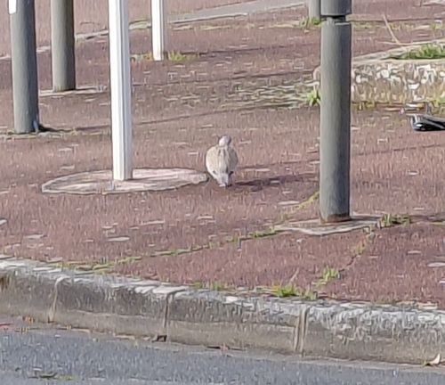 Tourterelle turque observed by lerobindesbois