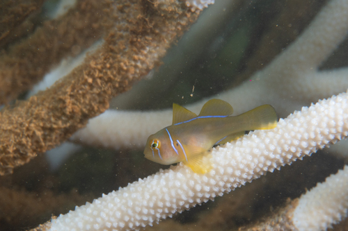 Citron goby (Gobiodon citrinus) — Gobiidae — 3