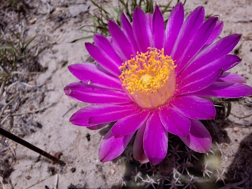 Echinocereus weinbergii