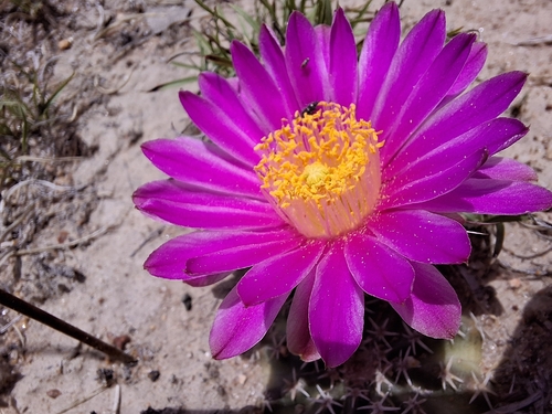 Echinocereus weinbergii