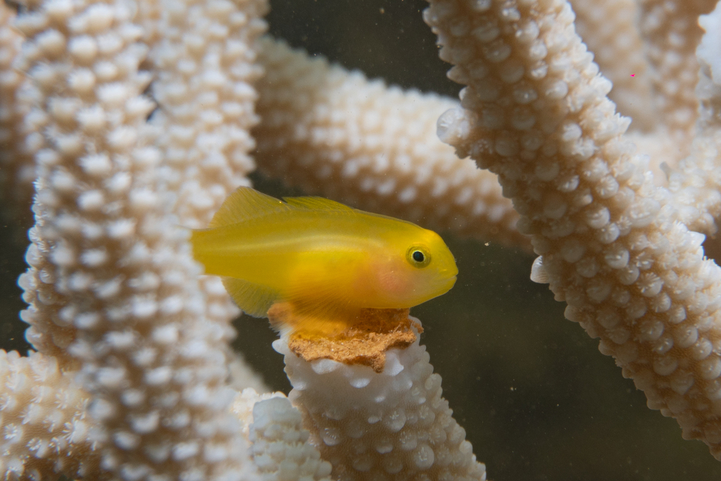 Yellow clown goby (Gobiodon okinawae) — Gobiidae