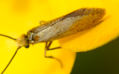 Micropterix calthella