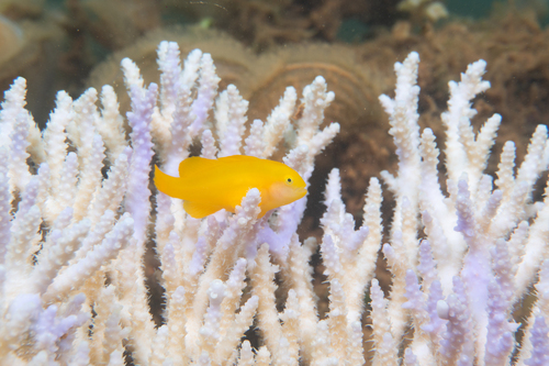 Gobiodon okinawae