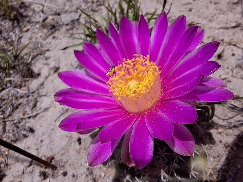 Echinocereus weinbergii