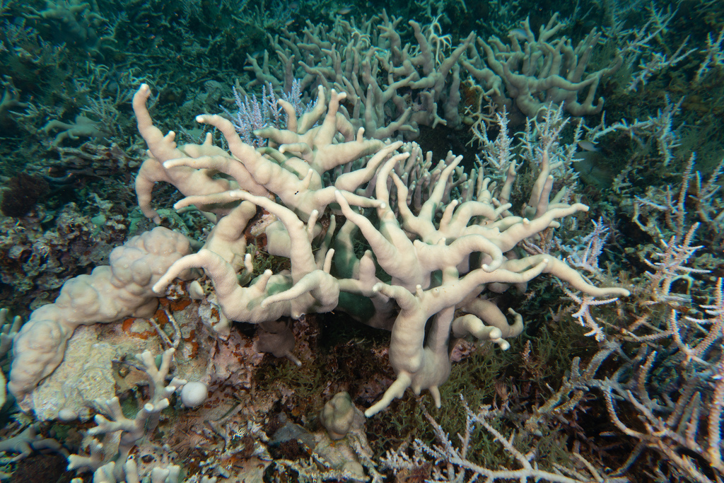Photo of Cylindrical porite (Porites cylindrica)