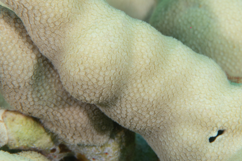 Photo of Cylindrical porite (Porites cylindrica)
