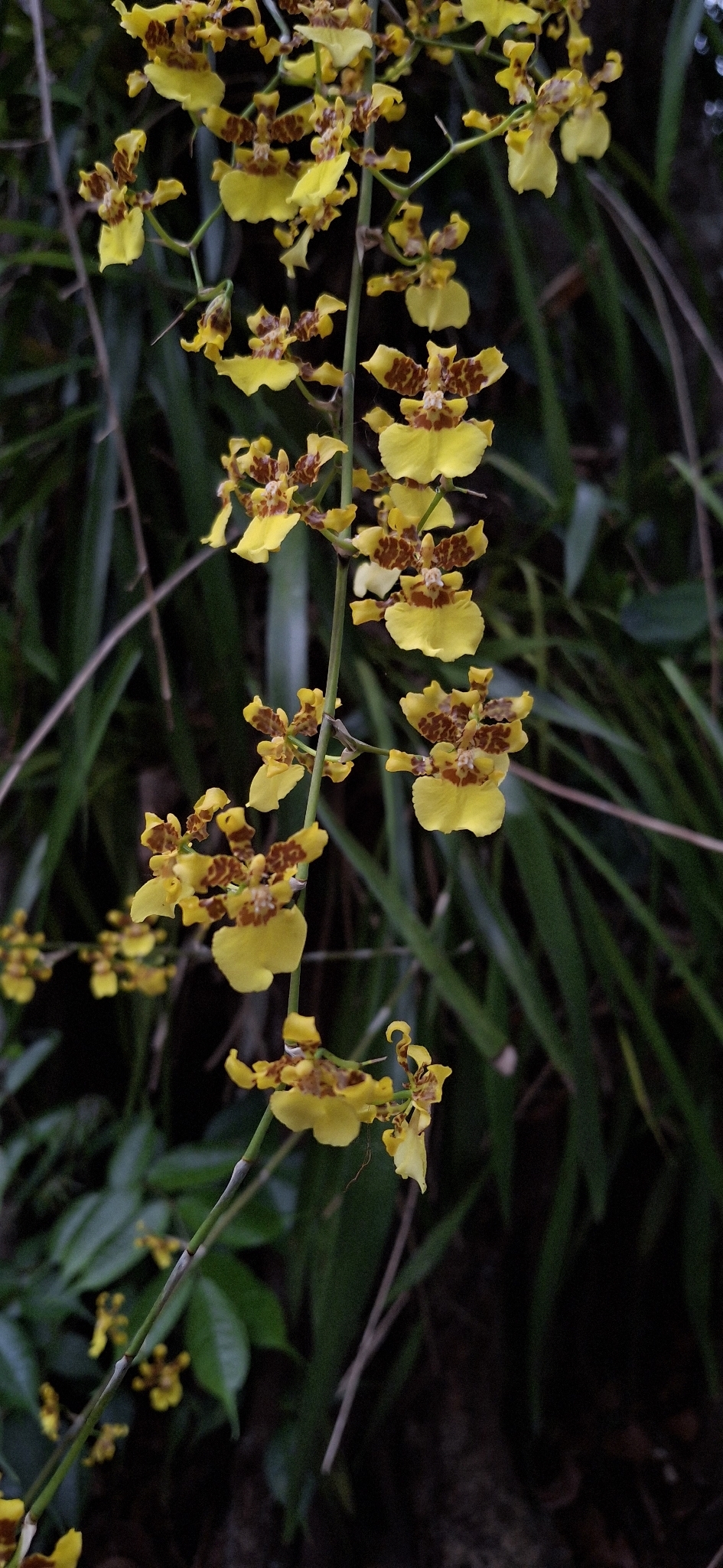 Oncidium Sphacelatum (Oncidium sphacelatum)