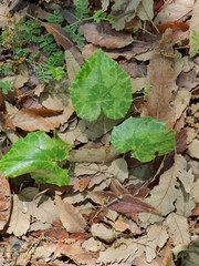 Cyclamen africanum, photograph (c) Mehdi Chetibi, some rights reserved (CC BY)