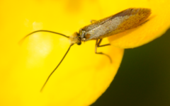 Micropterix calthella