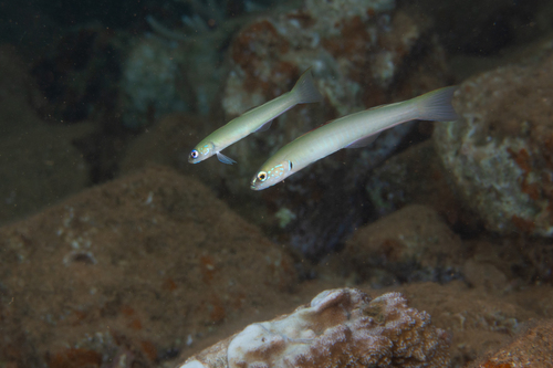 Blue gudgeon dartfish (Ptereleotris microlepis) — Microdesmidae — 2