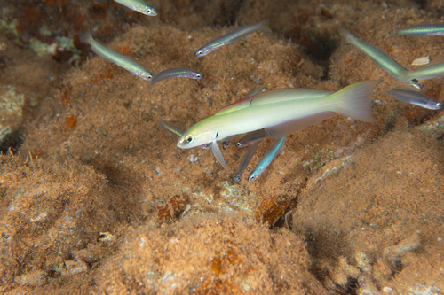 Ptereleotris microlepis