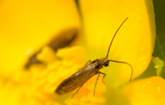 Micropterix calthella