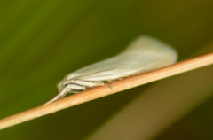 Elachista argentella