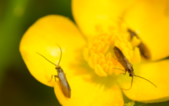 Micropterix calthella