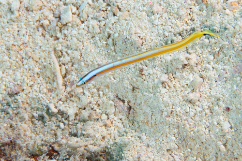 Gunnellichthys curiosus observed 2026-02-10
