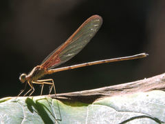 Hetaerina cruentata