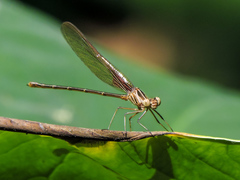 Hetaerina cruentata