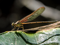 Hetaerina cruentata