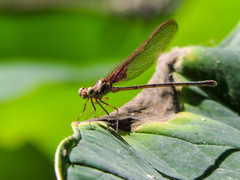 Hetaerina cruentata