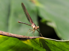 Hetaerina cruentata