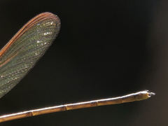 Hetaerina cruentata