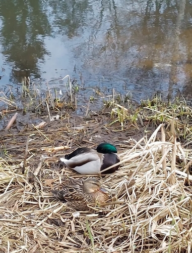 Krzyżówka observed by msvit