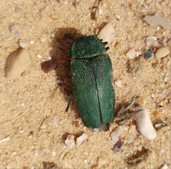 Steraspis squamosa