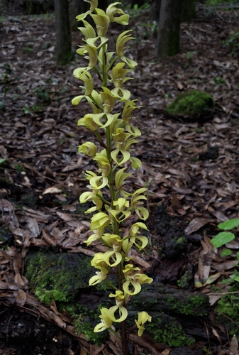 Gowen's Superb Orchid (Govenia superba)