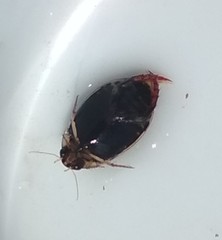 Thermonectus
