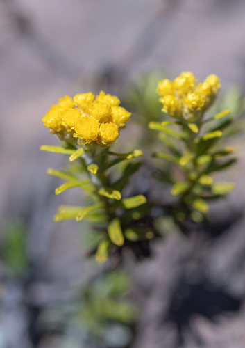 Helichrysum trilineatum