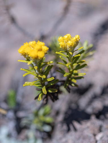 Helichrysum trilineatum, photograph 2