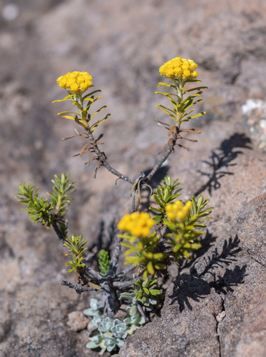 Helichrysum trilineatum, photograph 3