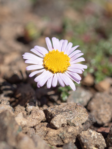 Afroaster erucifolius, photograph 1