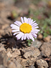 (c) Morten Ross, some rights reserved (CC BY) Afroaster erucifolius, photograph (c) Morten Ross, some rights reserved (CC BY)