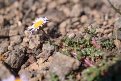 (c) Morten Ross, some rights reserved (CC BY) Afroaster erucifolius, photograph (c) Morten Ross, some rights reserved (CC BY)