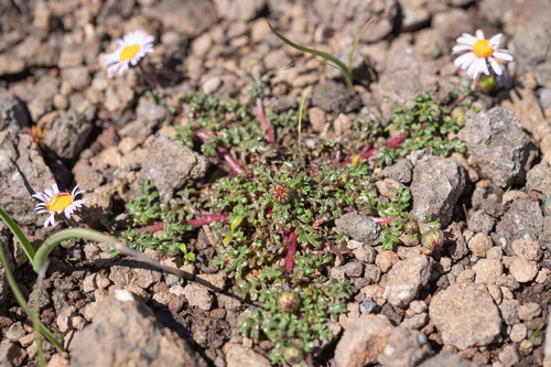 Afroaster erucifolius, photograph 3
