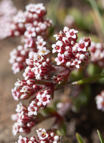 Crassula natalensis